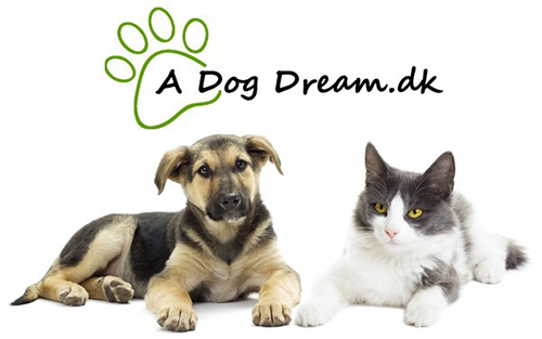 aDogDream